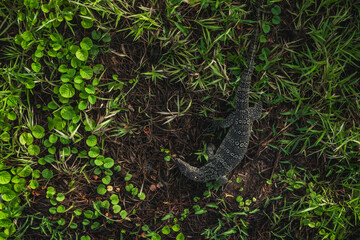 A large lizard roaming in the long grass.