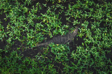 Monitor lizard swimming in a lake in a park in Bangkok, Thailand.