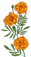 Flor de Cempasúchil 