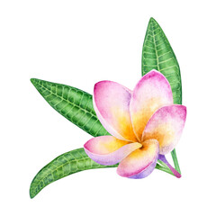 Hand drawn composition of Pink Plumeria Flower isolated on a white background.