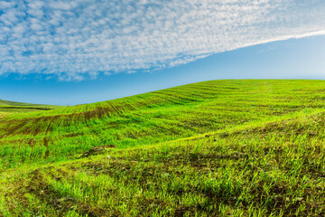 Naklejka premium green spring hills with young grass and amazing growing fields and hills with beautiful bright cloudy sunset on background of rural landscape