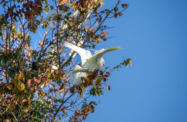 Several white Little Corella parrots sit on green tree branch in blue sky background in a park in Adelaide, Australia