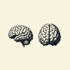 vintage human brain illustration. hand drawn Brain isolated background