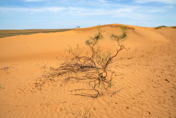 Traces of people around a lonely saxaul in the steppes of Kalmykia. Russia