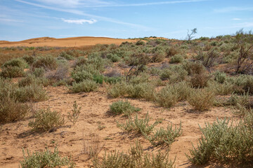 Shrubs in the semi-desert of the Republic of Kalmykia, Russia