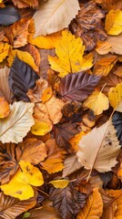 Fototapeta premium Autumn splendor with a variety of colorful fallen leaves