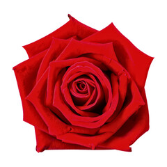 red rose isolated on white,png file