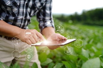 Businessman gardener using tablet Viewing potato plant picture of potato leaves in harvest season...