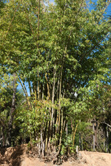 bambou, Phyllostachys aurea