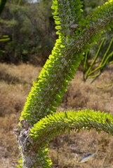 Arbre pieuvre, Alluaudia procera, Réserve de Berenty, Madagascar