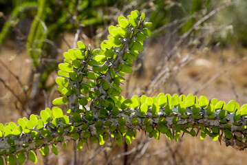 Arbre pieuvre, Alluaudia procera, Réserve de Berenty, Madagascar