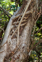 Figuier étrangleur, ficus, Madagascar