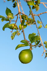 combava, agrume, Agrume, citrus hystrix