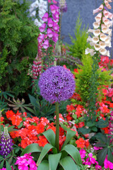 Allium Flowers in the Garden