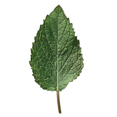Single Green Mint Leaf