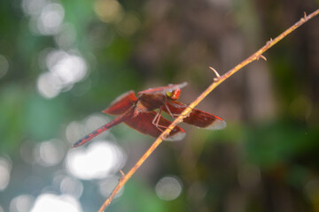 Close-up of a bright red dragonfly attached to a plant on a blurry background