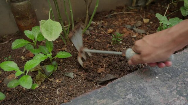 Fork like weed puller being used to dig in garden to loosen the soil