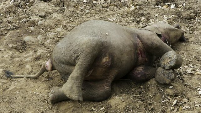 Lion's prey: Side view of dead baby elephant on sandy ground. The body is almost intact and not rotten yet. Obviously killed by the predator shortly before. Part of the trunk is missing.