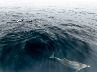Manada de delfines surcando el Atlantico © Fotos ZonaFreeDrone