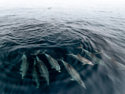 Manada de delfines surcando el Atlantico