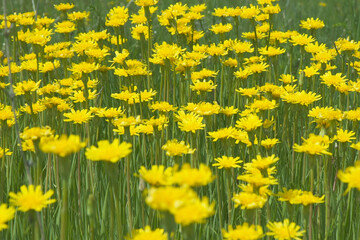 A clearing of bright yellow flowers in a green meadow