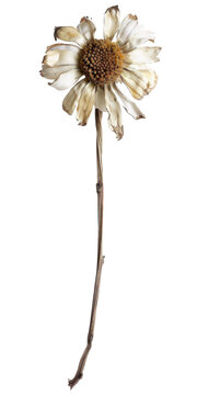 Dried White Daisy on Long Stem