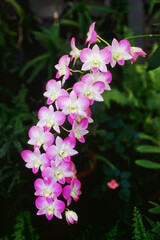 Orchid, Pink Dendrodium. Mostly epiphytic and lithophytic orchids in the family Orchidaceae.