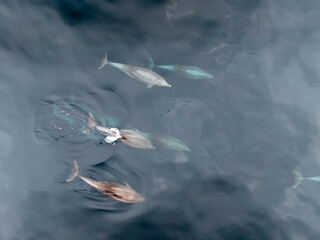 Manada de delfines surcando el Atlantico © Fotos ZonaFreeDrone