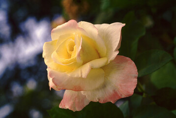 Yellow Rose plant and flower