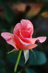 Pink Rose plant and flower