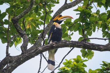 
A Great Hornbill perched on the Sal tree