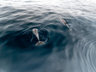 Manada de delfines surcando el Atlantico © Fotos ZonaFreeDrone