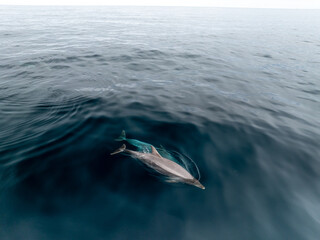 Manada de delfines surcando el Atlantico © Fotos ZonaFreeDrone
