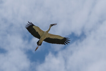 Asian Openbill in flight. The Asian openbill (Anastomus oscitans) is a large wading bird that belongs to the stork family