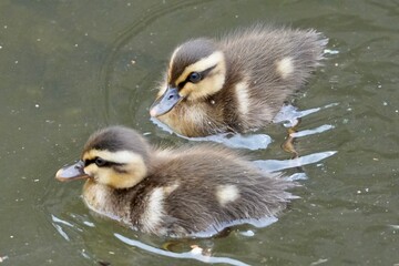 baby of spot billed duck in a pond