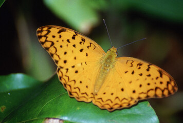 Common Leopard, Phalanta phalantha, Butterfly, India