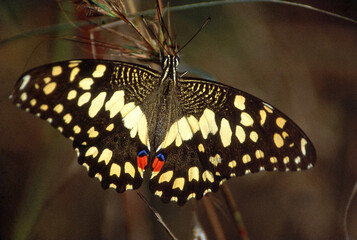 Lime swallowtail butterfly, Striped Butterfly