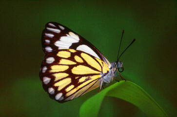 Belenois aurota, The Indian pioneer butterfly
