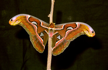 Atlas moth, Attacus atlas sticking on a stem.