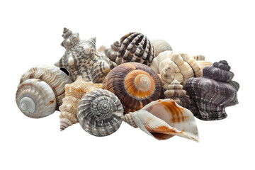 Collection of Seashells on White Background