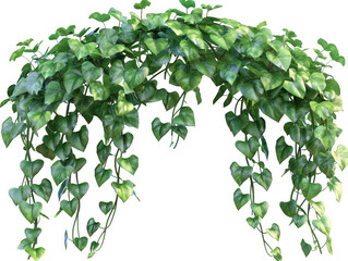 Trailing Vine with Heart-Shaped Leaves Forming an Arch