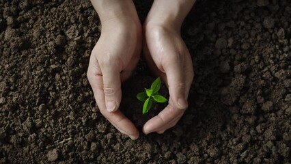 hands hold the new seedling to be planted in the soil