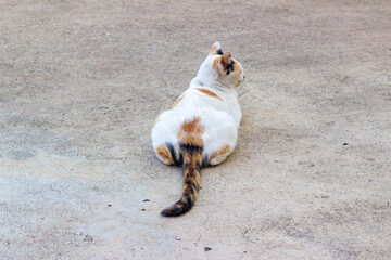 Thai Calico cat