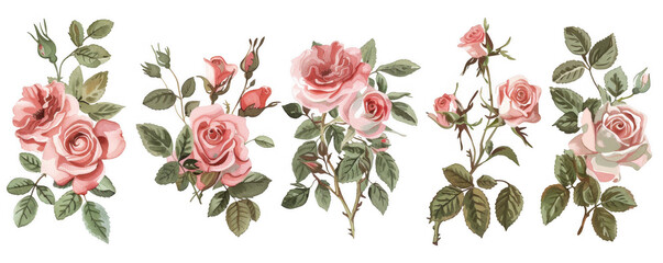 Watercolor Pink Rose Bouquets with Green Foliage