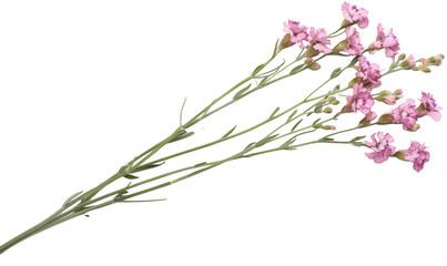 Obraz premium Pink Statice Flowers with Green Stems