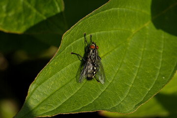 Flesh fly
