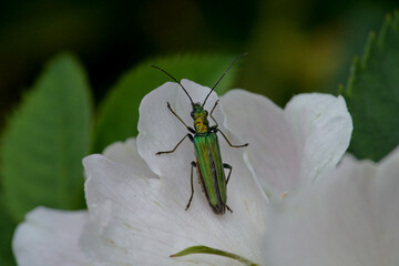 Swollen-thighed beetle, female