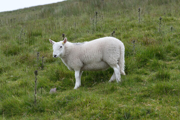 Welsh Mountain sheep lamb, or Dafad