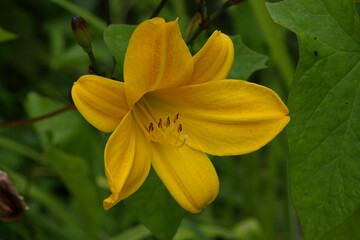 Obraz premium Yellow daylily, or Yellow daylily