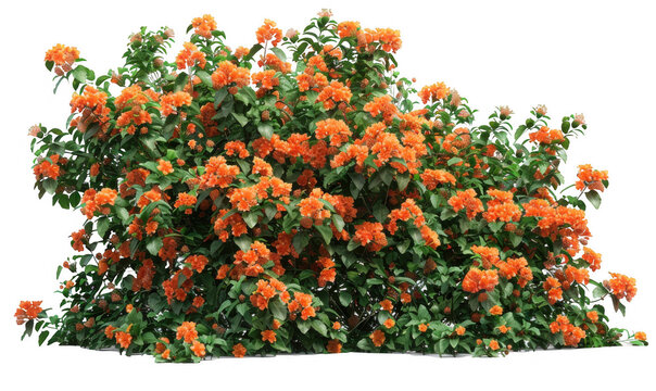 Fototapeta Lush Bush of Vibrant Orange Flowers